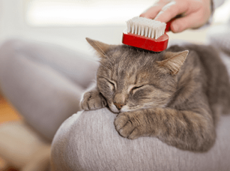 pelade du chat